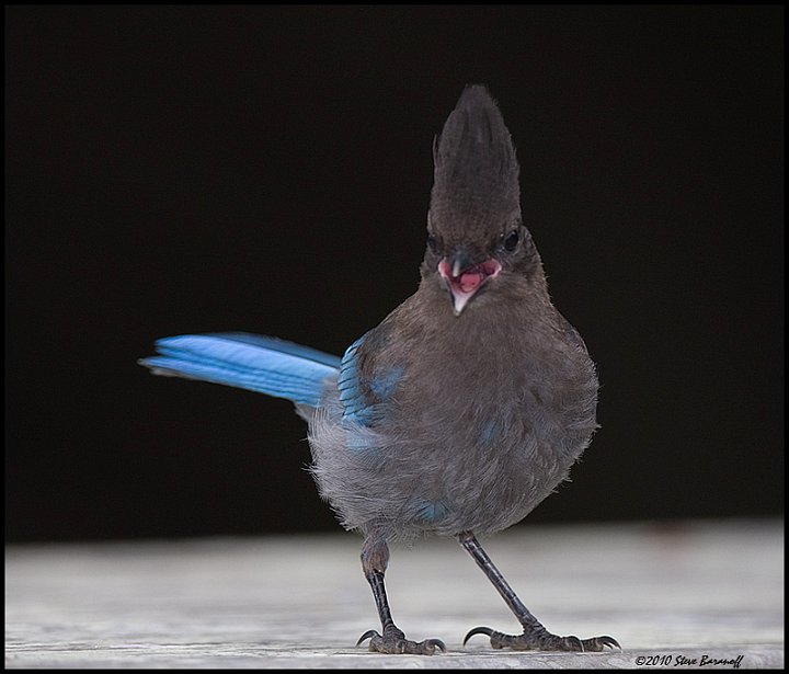 _0SB4723 stellers jay.jpg